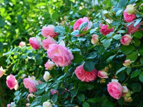Jak sadzić róże w swoim ogrodzie i o nie dbać?